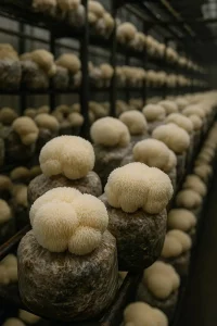 гриб-їжак на фермі